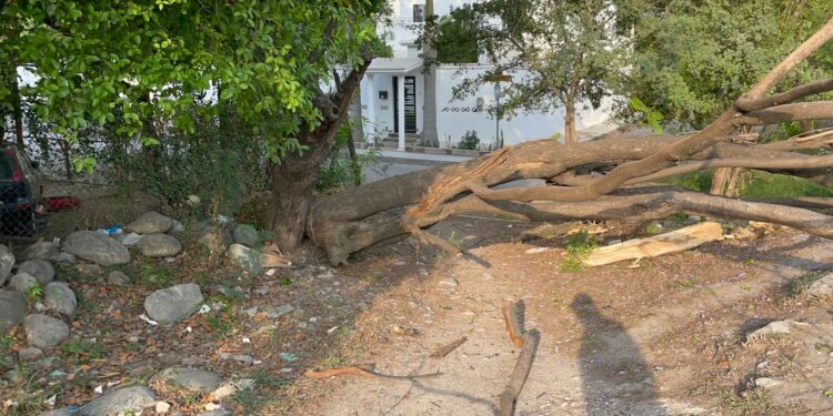 Árbol se desploma sobre bulevar Guadalupe Victoria