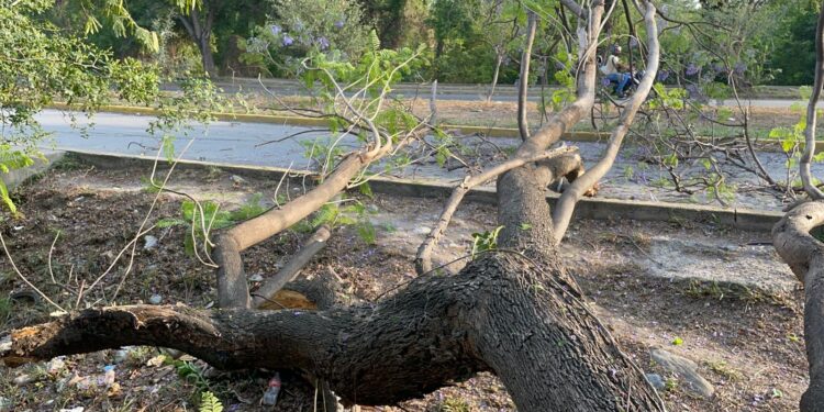 Árbol se desploma sobre bulevar Guadalupe Victoria
