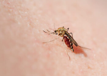 Tamaulipas mantiene estable el dengue: 251 casos en 2025