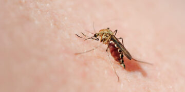 Tamaulipas mantiene estable el dengue: 251 casos en 2025