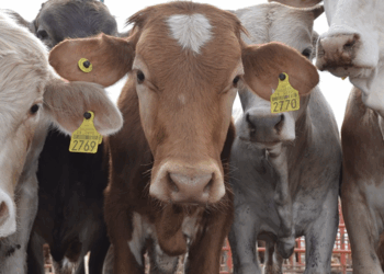 Se desploman exportaciones de ganado mexicano