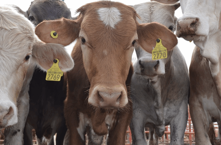 Se desploman exportaciones de ganado mexicano