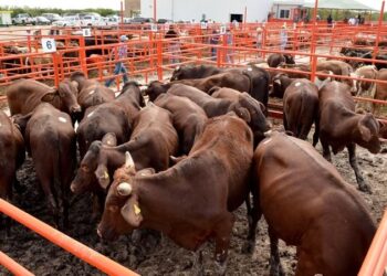 Tamaulipas va por la recuperación de su estatus Fitosanitario en Ganadería