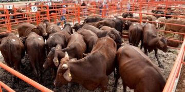 Tamaulipas va por la recuperación de su estatus Fitosanitario en Ganadería