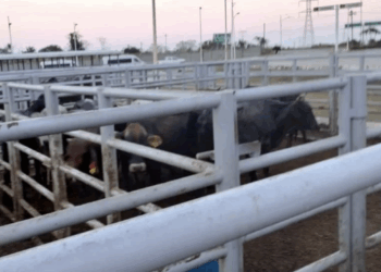 Acusan ganaderos de EU a México de entorpecer combate contra el gusano barrenador