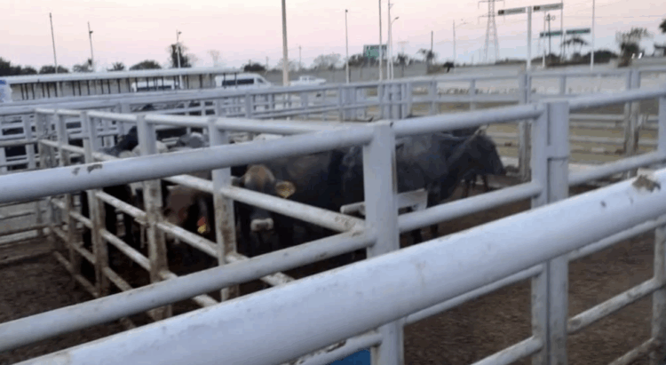 Acusan ganaderos de EU a México de entorpecer combate contra el gusano barrenador