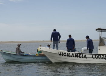 Prohíben captura de tiburón en las costas de Tamaulipas