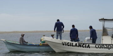 Prohíben captura de tiburón en las costas de Tamaulipas