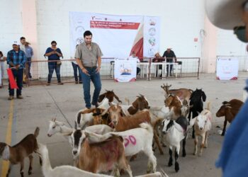 Fortalecen el sector caprino en Tula con muestra regional ganado