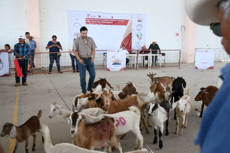 Fortalecen el sector caprino en Tula con muestra regional ganado
