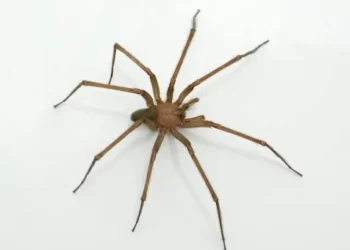 Alertan por la temporada de “araña violinista”; su picadura puede ser mortal