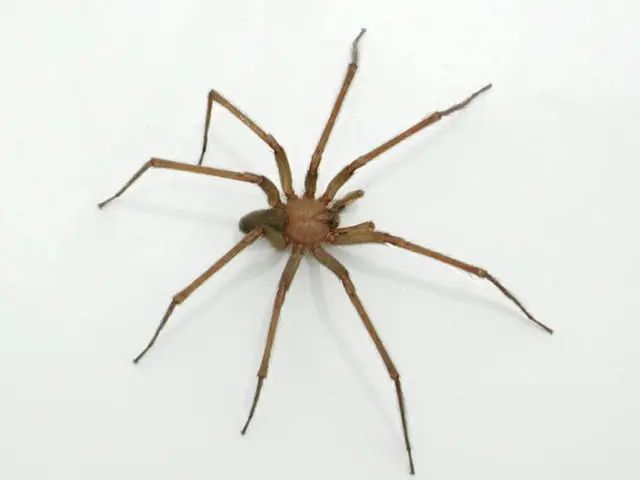 Alertan por la temporada de “araña violinista”; su picadura puede ser mortal