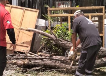 Atienden llamada de auxilio por caída de árbol en la Col. Chapultepec