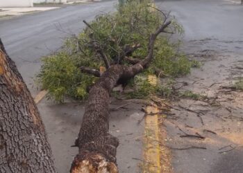 Fuertes vientos tumban árbol en la Col. Treviño Zapata