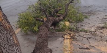 Fuertes vientos tumban árbol en la Col. Treviño Zapata