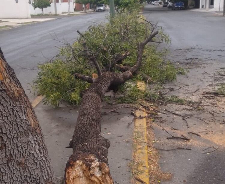 Fuertes vientos tumban árbol en la Col. Treviño Zapata