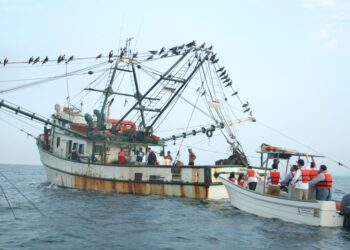 México mantiene certificación de EUA para exportar camarón por uso adecuado de Dispositivos Excluidores de Tortugas