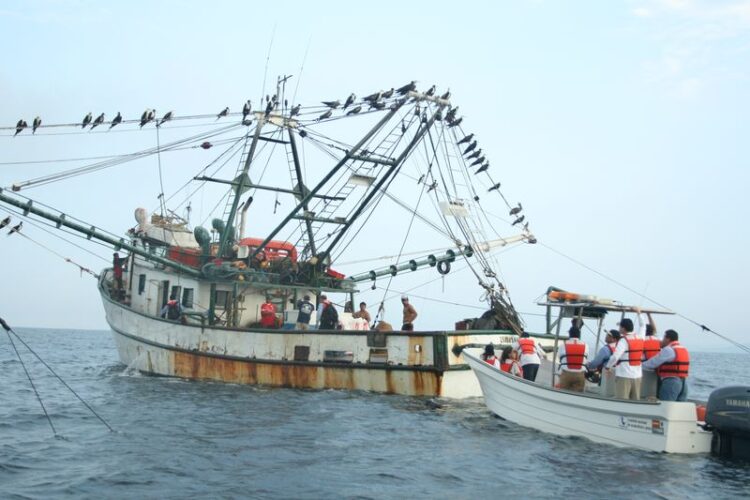 México mantiene certificación de EUA para exportar camarón por uso adecuado de Dispositivos Excluidores de Tortugas