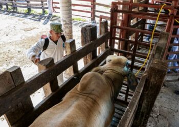 Amplia México vigencia de la Emergencia en Sanidad Animal por gusano barrenador del ganado en 7 estados