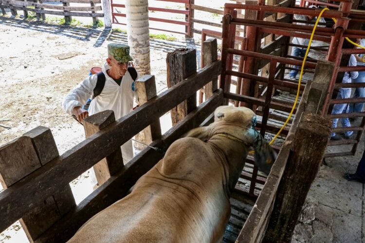 Amplia México vigencia de la Emergencia en Sanidad Animal por gusano barrenador del ganado en 7 estados