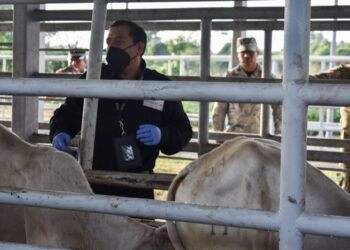 Embarga Gobierno de México 231 bovinos sin documentación legal en ranchos de Chiapas