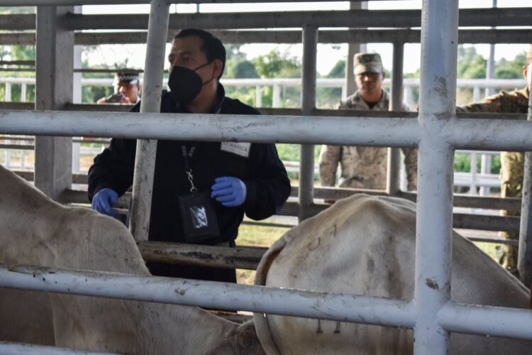 Embarga Gobierno de México 231 bovinos sin documentación legal en ranchos de Chiapas