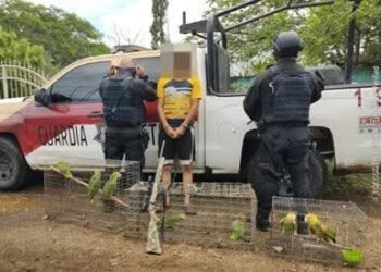 Cae traficante de loros en Ejido “El Esmeril” de Soto la Marina, Tamaulipas