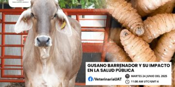 Dará Facultad de Medicina Veterinaria de la UAT conferencias sobre gusano barrenador y su impacto en la salud