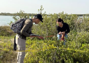 Colabora la UAT en la conservación del mangle en el litoral tamaulipeco