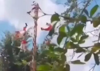 Caen voladores de Papantla durante danza ritual en Veracruz; hay cinco heridos
