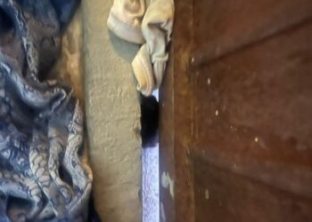 Bomberos atienden llamado de auxilio por murciélago en vivienda