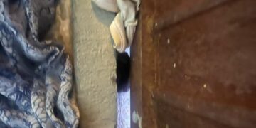 Bomberos atienden llamado de auxilio por murciélago en vivienda