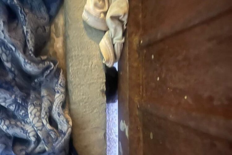 Bomberos atienden llamado de auxilio por murciélago en vivienda