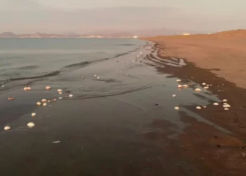 Mueren miles de peces en La Paz, BCS por efecto de la Marea Roja