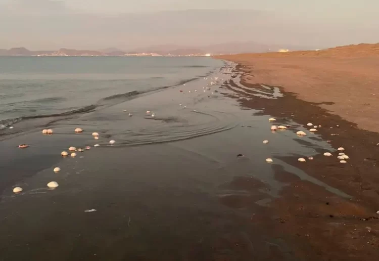 Mueren miles de peces en La Paz, BCS por efecto de la Marea Roja