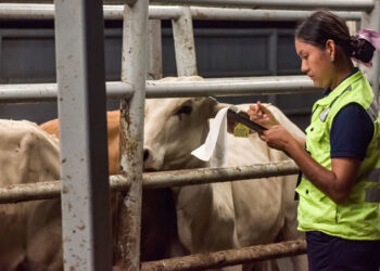 EU abrirá el 7 de julio solo un punto fronterizo en Arizona para importar ganado de México