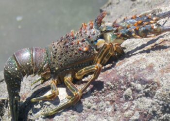 Anuncia SADER periodos de veda y aprovechamiento de diversas especies marinas que inician en julio