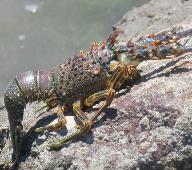 Anuncia SADER periodos de veda y aprovechamiento de diversas especies marinas que inician en julio