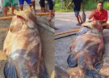 Capturan en Paraíso, Tabasco a pez de 290 kilos de peso