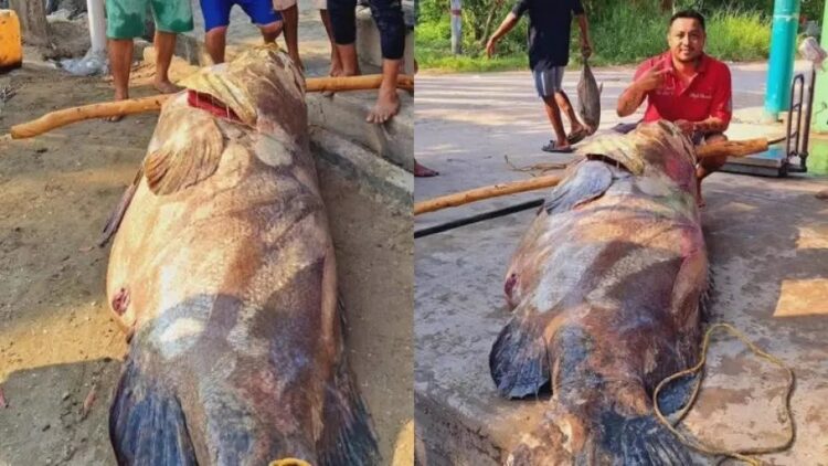 Capturan en Paraíso, Tabasco a pez de 290 kilos de peso