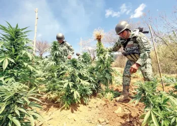 Destruyen 110 plantíos de drogas en Chihuahua, Durango, Sinaloa y Guerrero