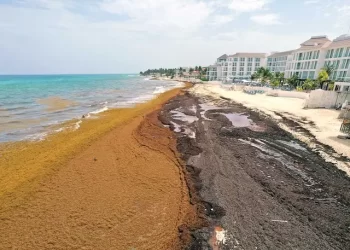 Sargazo invade litorales del Caribe Mexicano; recolectan 8 mil toneladas en Playa del Carmen