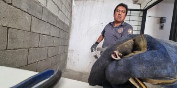 Reportan víboras en vivienda de la Col. Miguel Alemán de Victoria