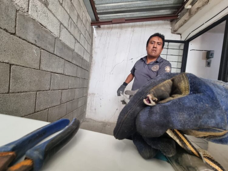 Reportan víboras en vivienda de la Col. Miguel Alemán de Victoria