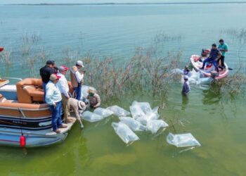 Siembran 30 mil lobinas en la presa Vicente Guerrero para impulsar la pesca deportiva