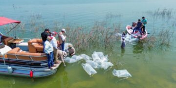 Siembran 30 mil lobinas en la presa Vicente Guerrero para impulsar la pesca deportiva