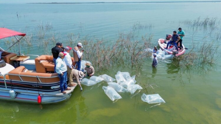 Siembran 30 mil lobinas en la presa Vicente Guerrero para impulsar la pesca deportiva