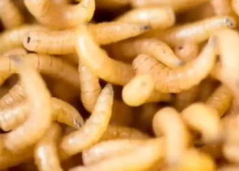 Senadores piden ampliar el cerco sanitario del gusano barrenador del ganado en México