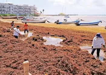 Prevén que arribo de sargazo rompa récord este 2025 en el Atántico