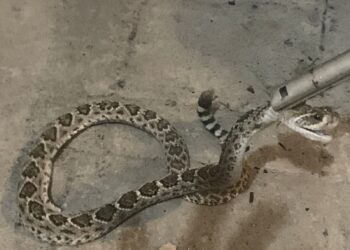 Capturan víbora de cascabel en casa del Fraccionamiento Canario